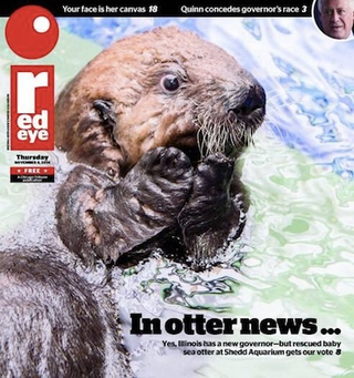 Illustration for article titled Chicago Is Losing Its Shit Over This Rescued Baby Sea Otter